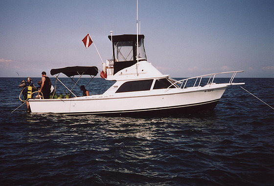 1965 31 Bertram - Sportfish
