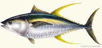 yellowfin-tn.jpg